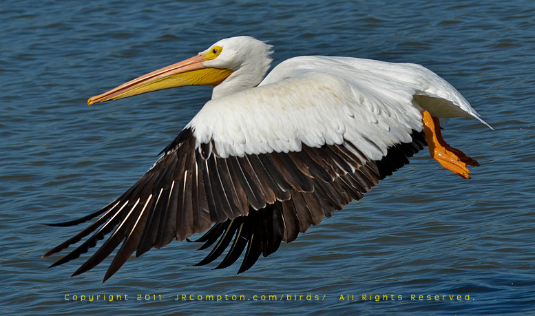 American_White_Pelican-gear-up