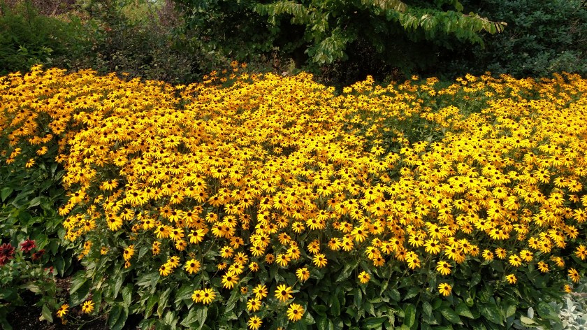 IMG_20170807_111450287