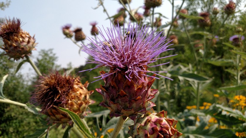 IMG_20170807_111601604