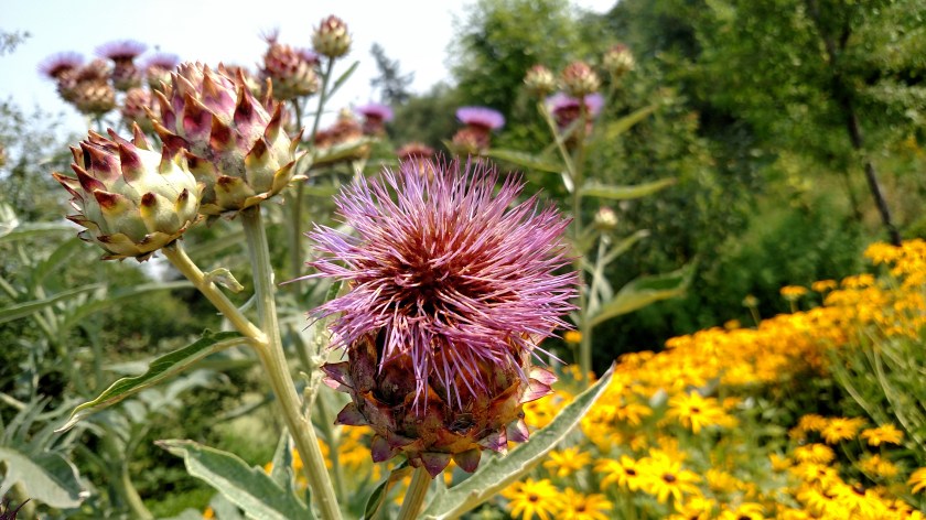 IMG_20170807_111614130