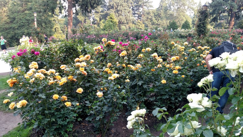 IMG_20170807_175745789