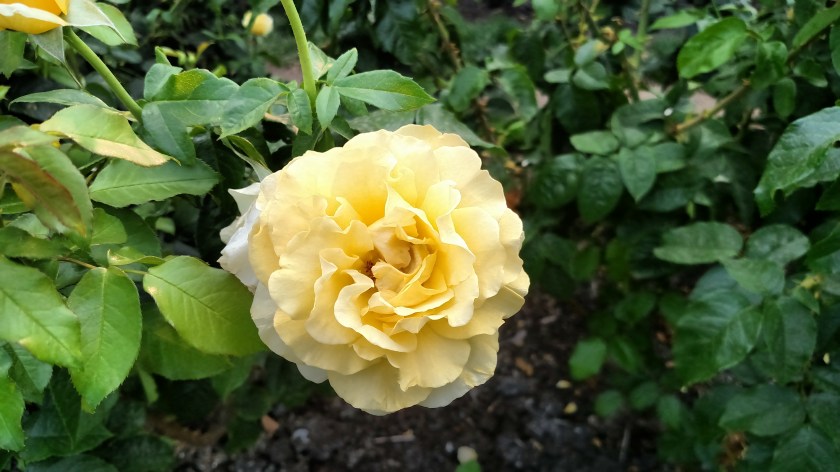 IMG_20170807_180126237