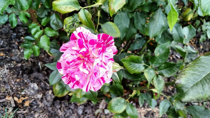 IMG_20170807_180145254