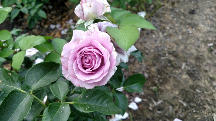 IMG_20170807_180229226