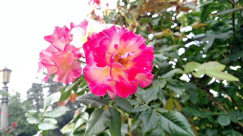 IMG_20170807_180322359