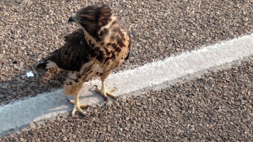 IMG_20170810_094333355