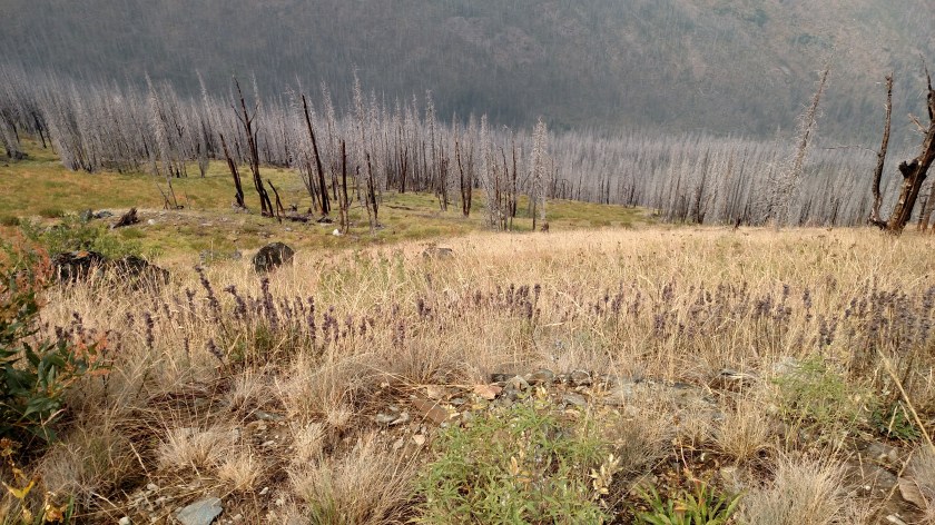 IMG_20170811_113121681