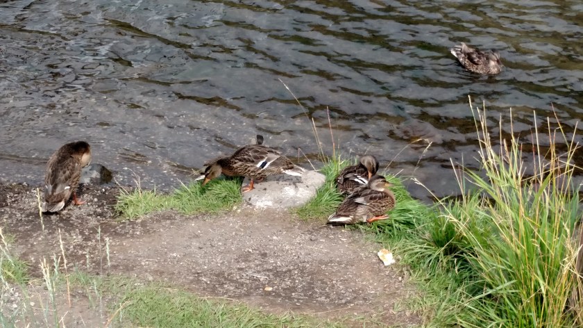 IMG_20170813_102037723