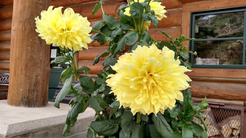 IMG_20170815_092800827_HDR