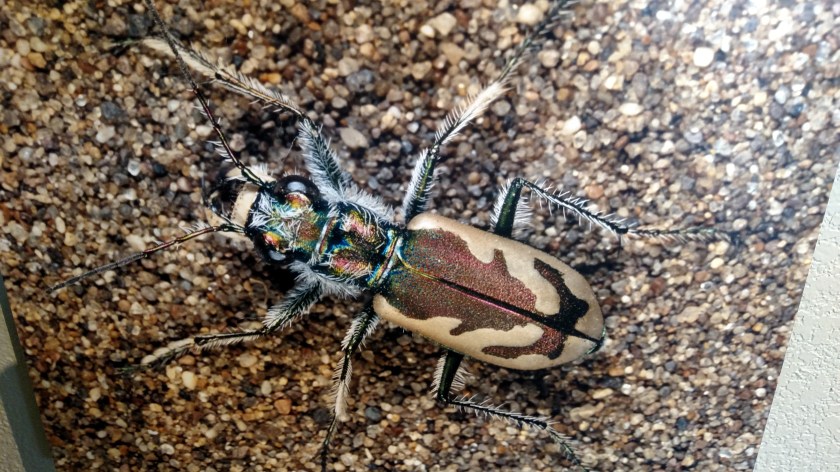 IMG_20170824_115206470