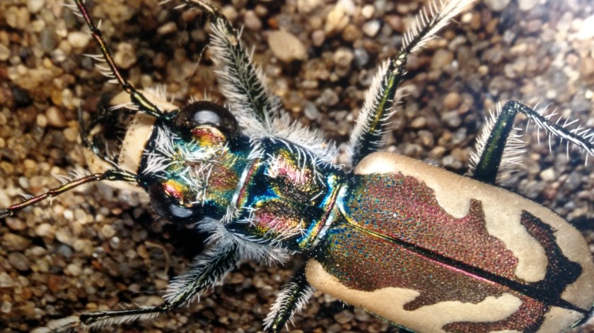 IMG_20170824_115212572