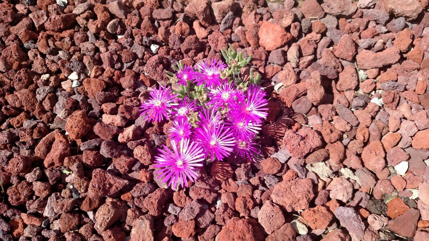 IMG_20170825_153102861