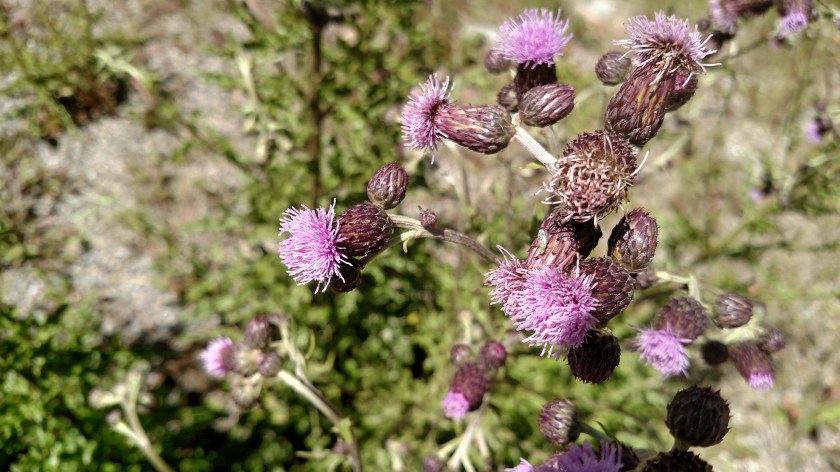 IMG_20170826_124613567