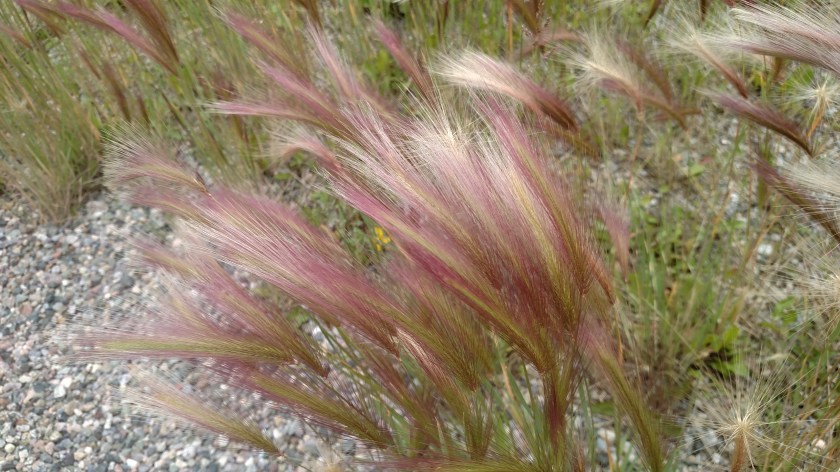 IMG_20170826_170959310