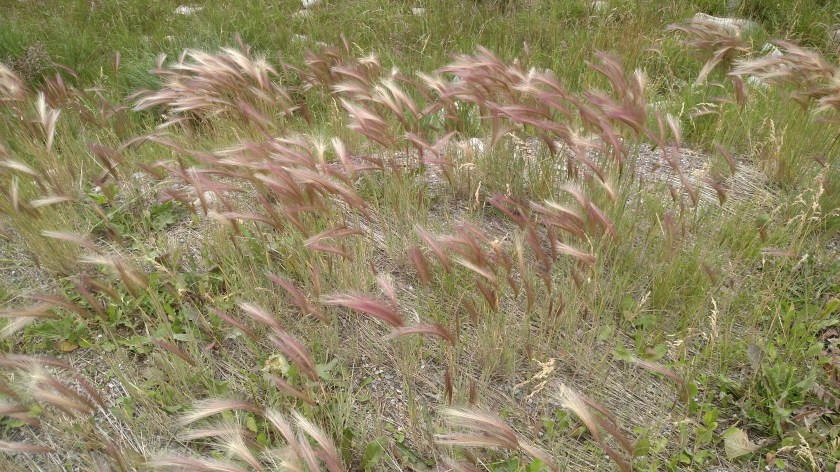 IMG_20170826_171030581