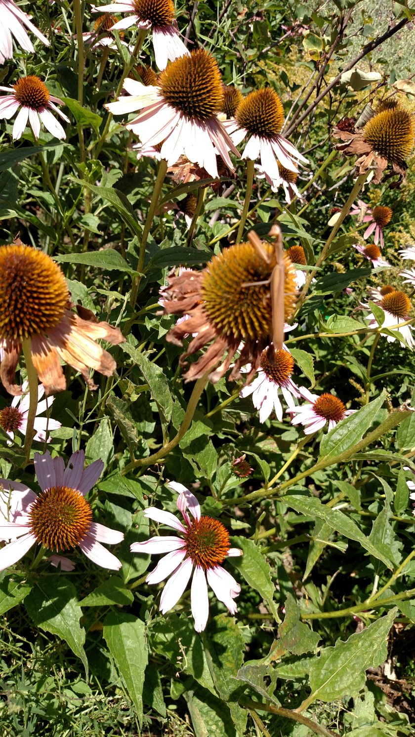 IMG_20170828_115919739