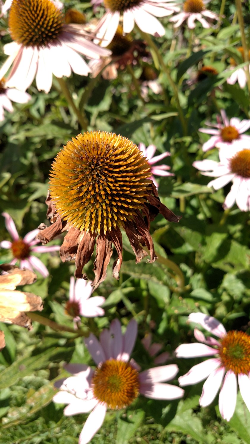 IMG_20170828_115937908