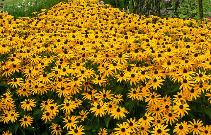 Black-Eyed-Susan-egofelix