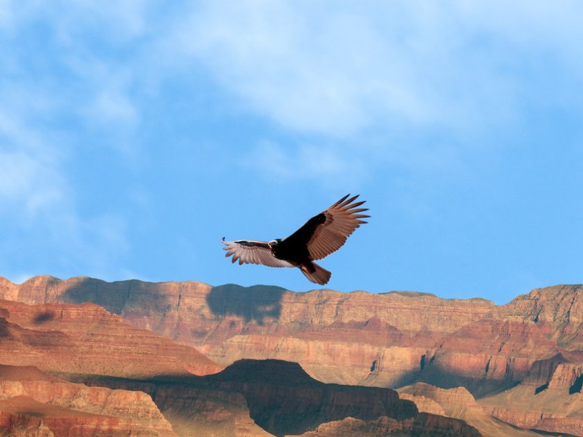 CaliforniaCondor media.npr