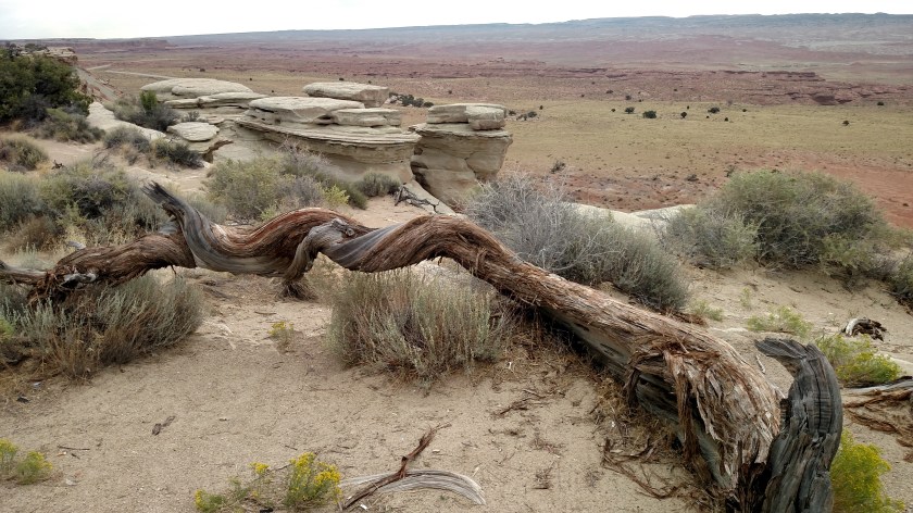 IMG_20170831_081503526