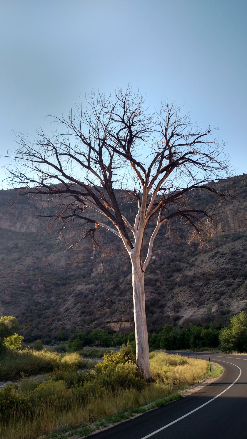 IMG_20170904_081005626_HDR