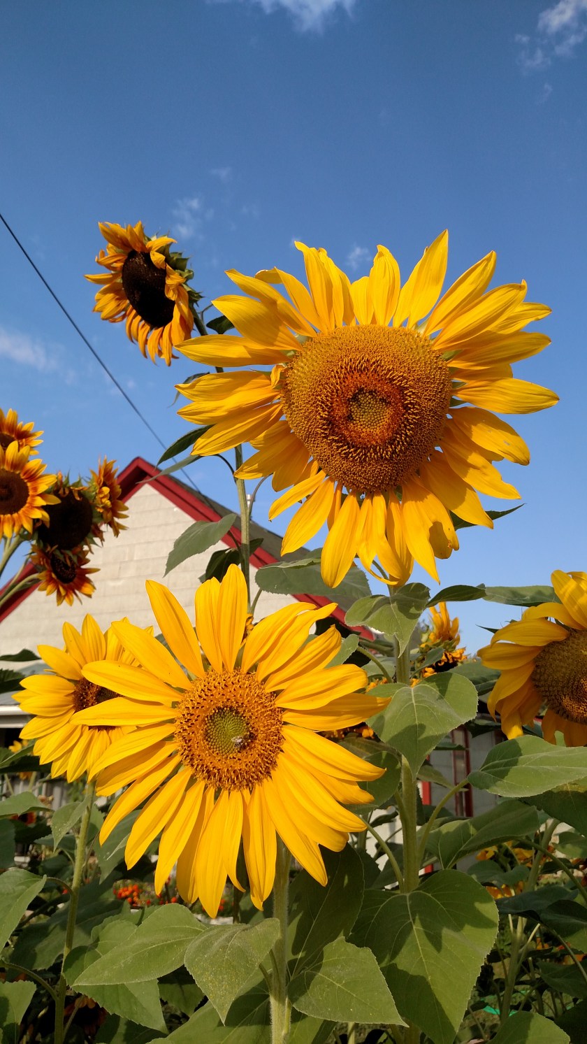 IMG_20170904_083233866