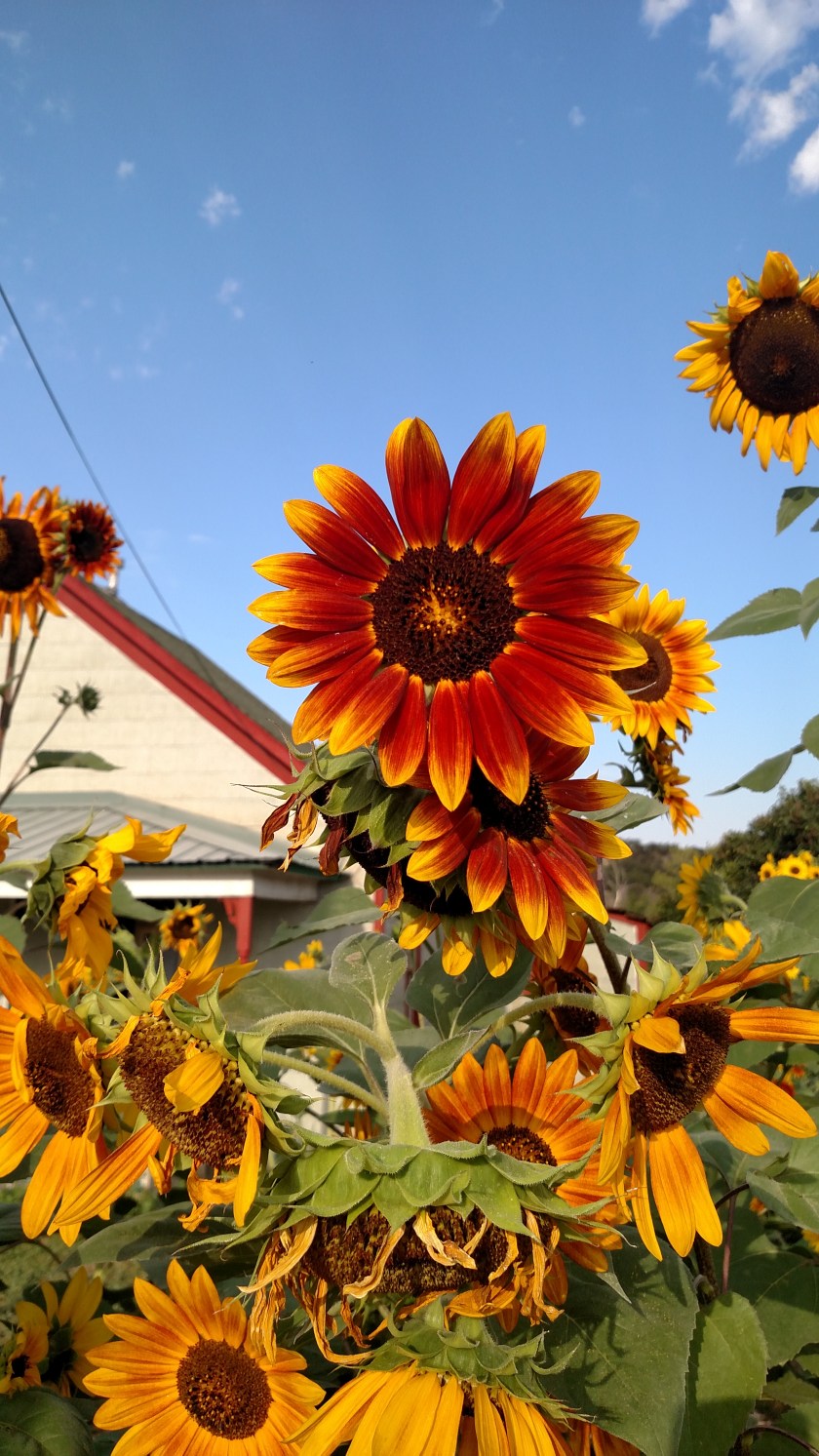 IMG_20170904_083244436