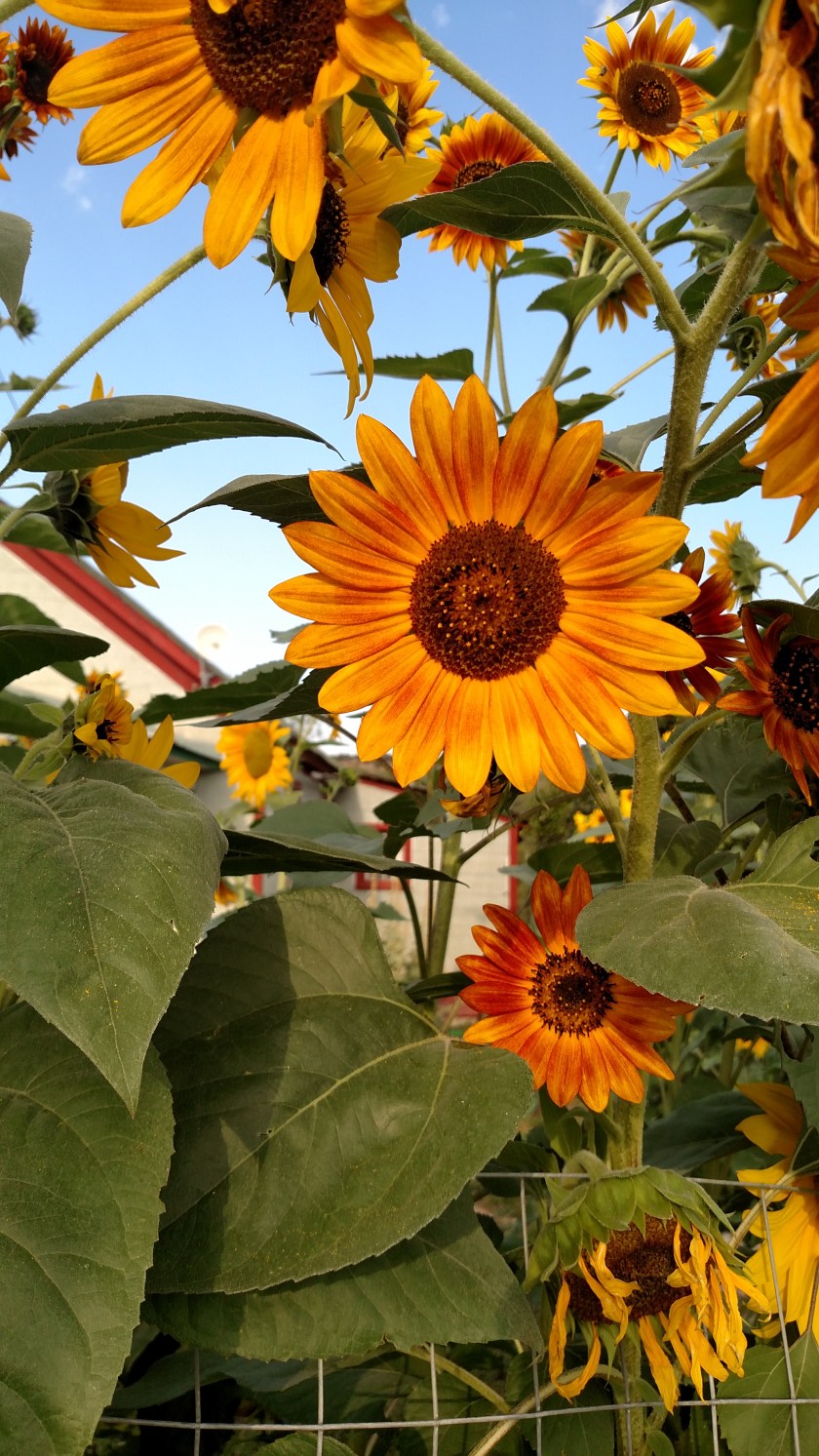 IMG_20170904_083258468