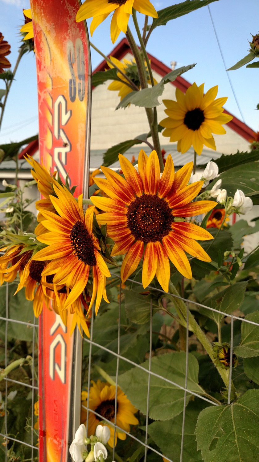 IMG_20170904_083306408