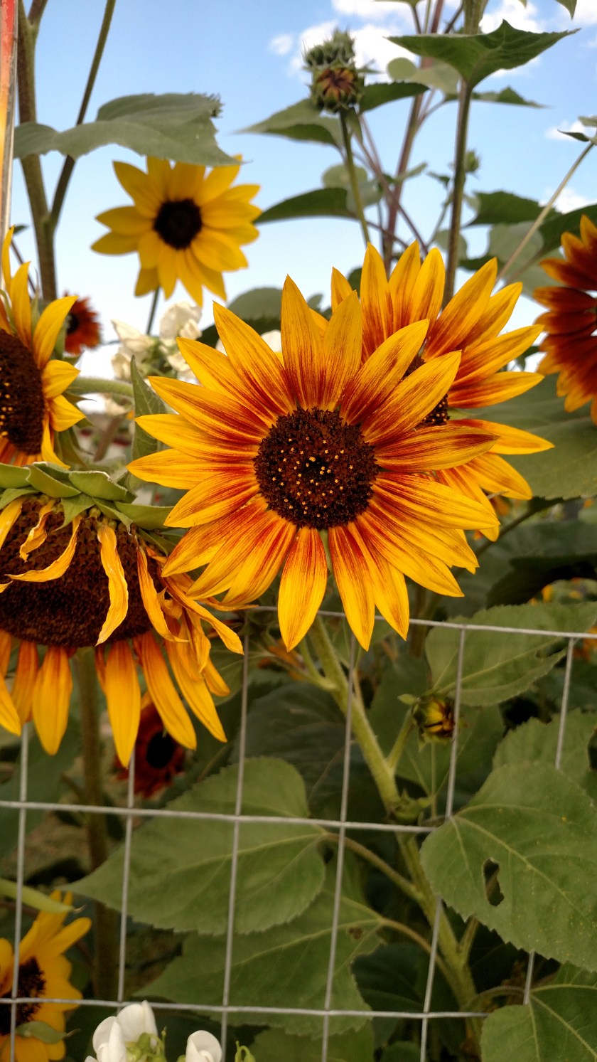 IMG_20170904_083332512