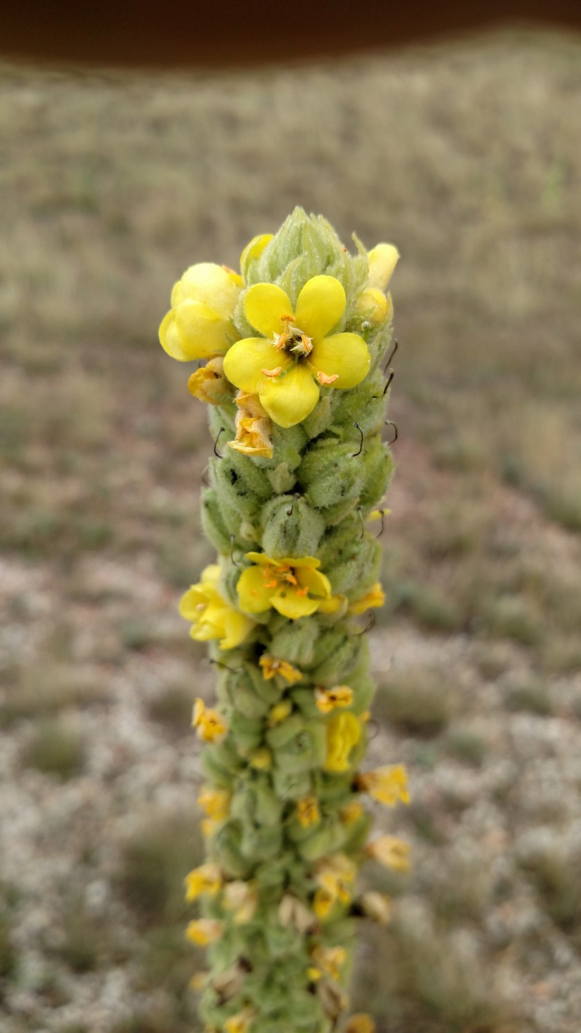 IMG_20170908_101359457