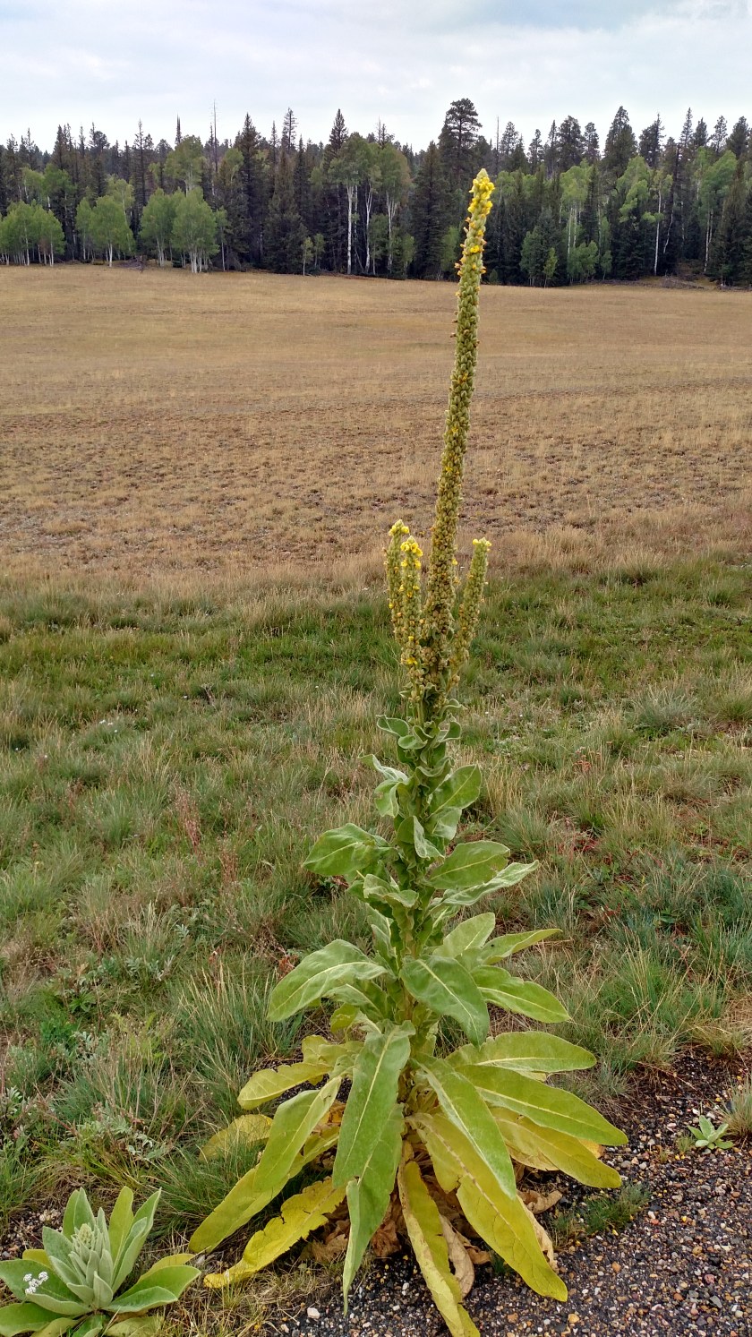 IMG_20170908_102406588_HDR