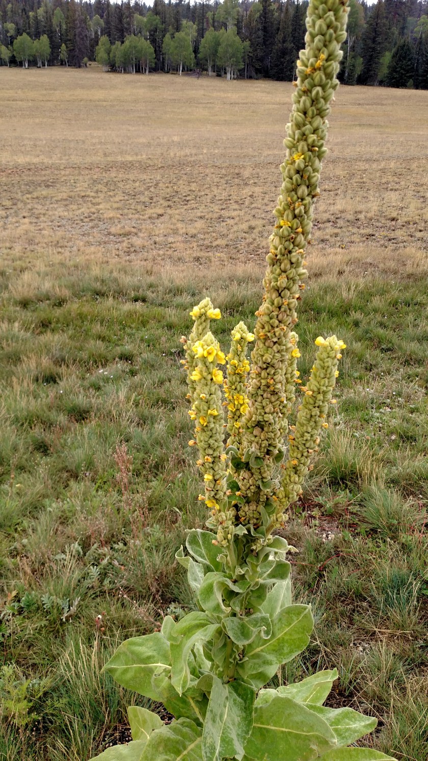 IMG_20170908_102411552