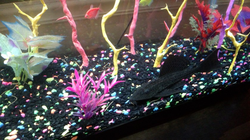 IMG_20170922_124617143