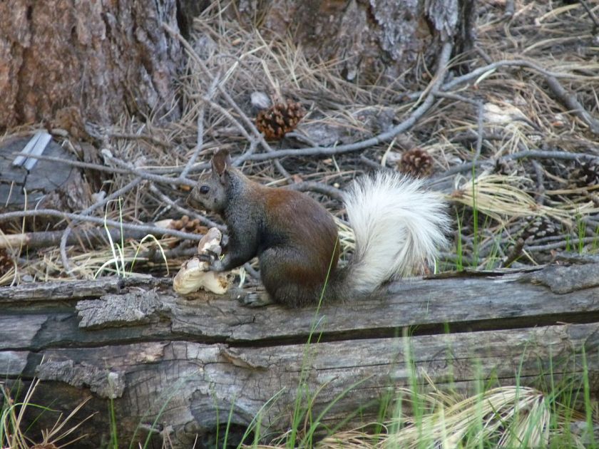 Kaibab_Squirrel wikimedia