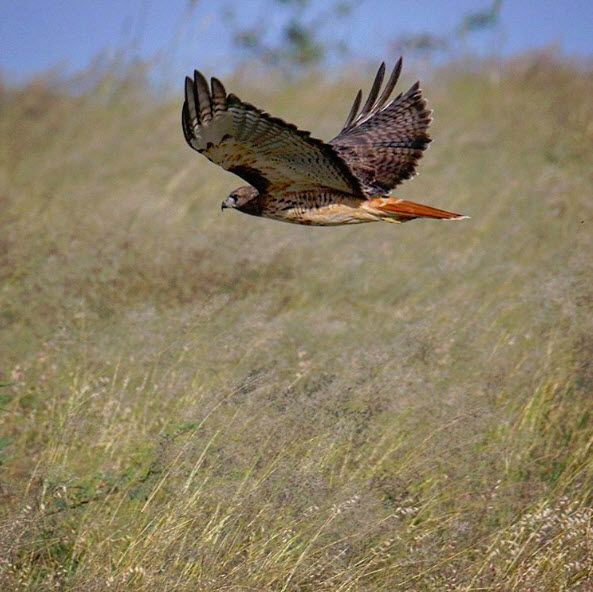 RedTailedHawk pinimg