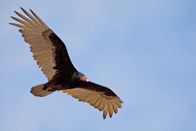 turkeyvultureflying pestkilled