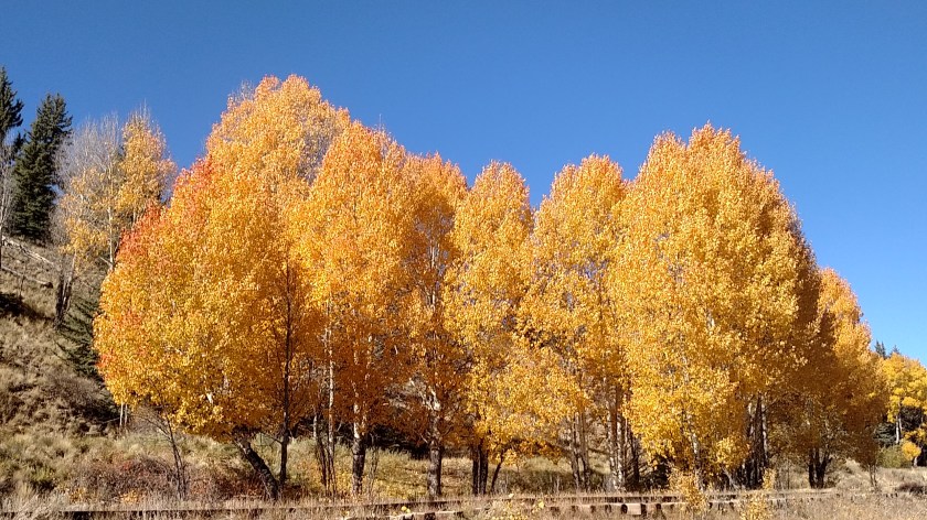 IMG_20171003_104217241