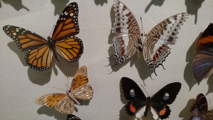 IMG_20171013_134602760