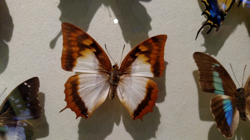 IMG_20171013_134631890