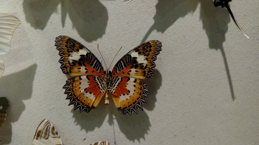 IMG_20171013_134722428