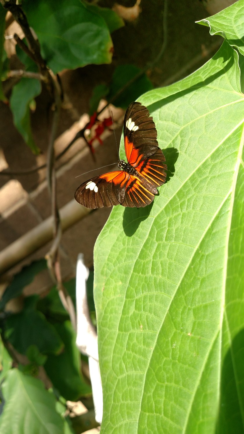 IMG_20171013_140009766