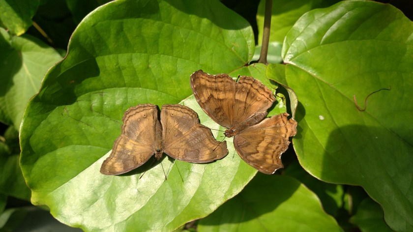 IMG_20171013_140803694