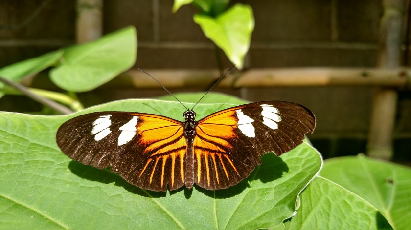 IMG_20171013_141043871_HDR