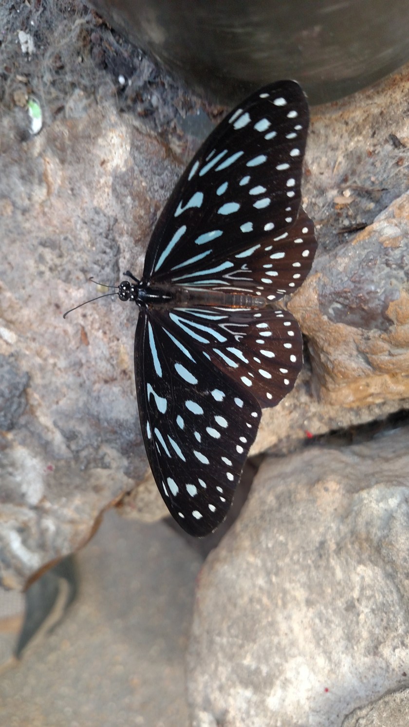 IMG_20171013_141910831