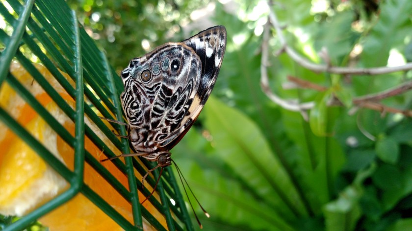 IMG_20171013_142823164