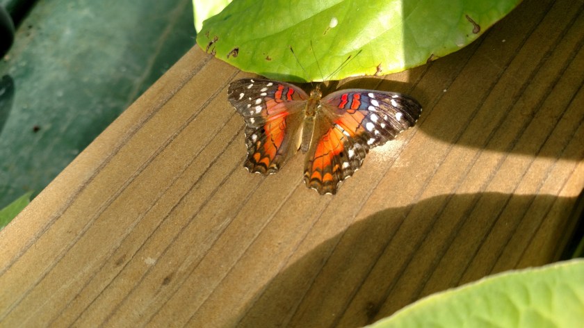 IMG_20171013_143027375