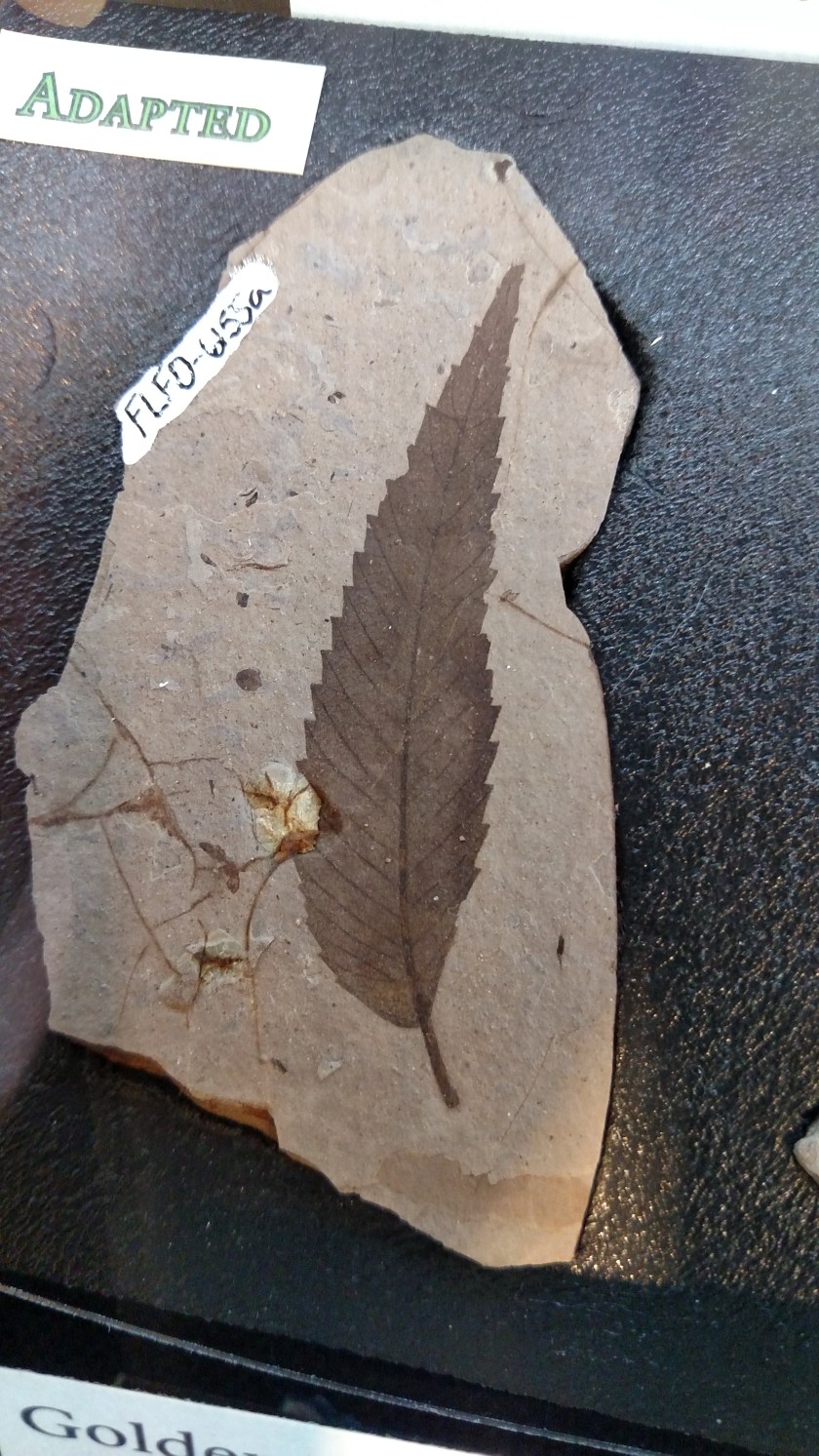 IMG_20180518_114629966