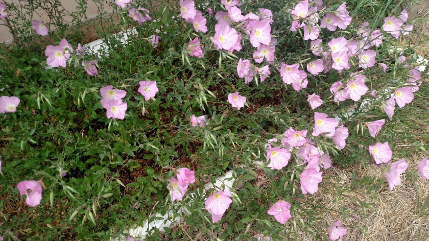 IMG_20180531_153640027