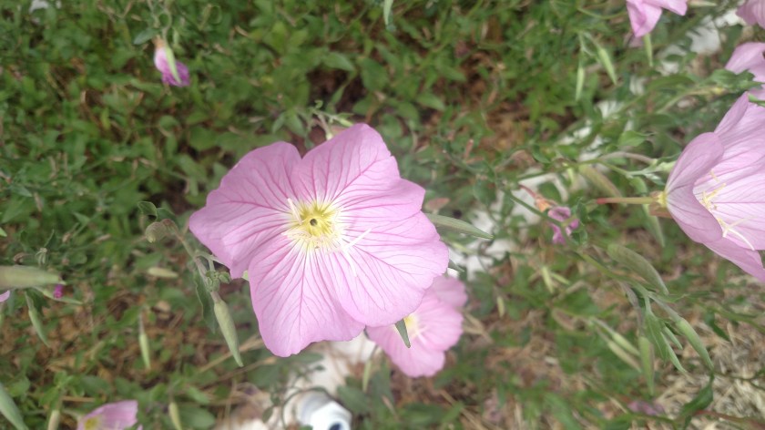 IMG_20180531_153646678